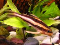 Снимка на Platydoras costatus  (Linnaeus, 1758)